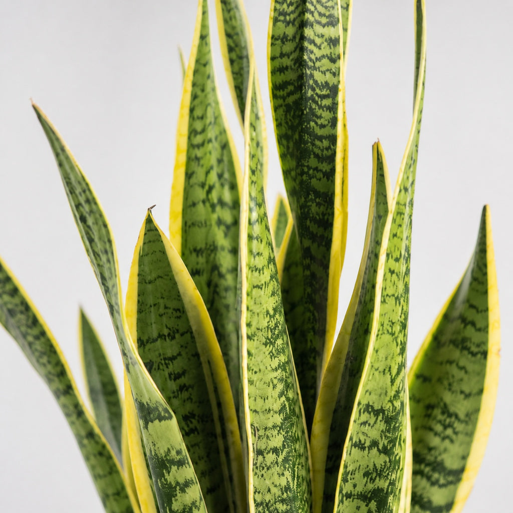 Bogenhanf - Sansevieria trifasciata Laurentii - Höhe ca. 45 cm, Topf-Ø 14 cm
