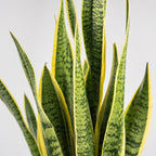 Bogenhanf - Sansevieria trifasciata Laurentii - Höhe ca. 45 cm, Topf-Ø 14 cm
