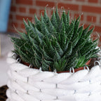 Aloe - Aloe aristata 'magic rocks' - Höhe ca. 20 cm, Topf-Ø 12 cm
