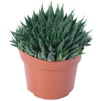 Aloe - Aloe aristata 'magic rocks' - Höhe ca. 20 cm, Topf-Ø 12 cm