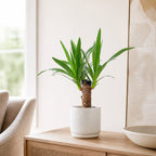 Palmlilie 1-stämmig - Yucca Elephantipes Palme 20 - Höhe ca. 45 cm, Topf-Ø 12 cm