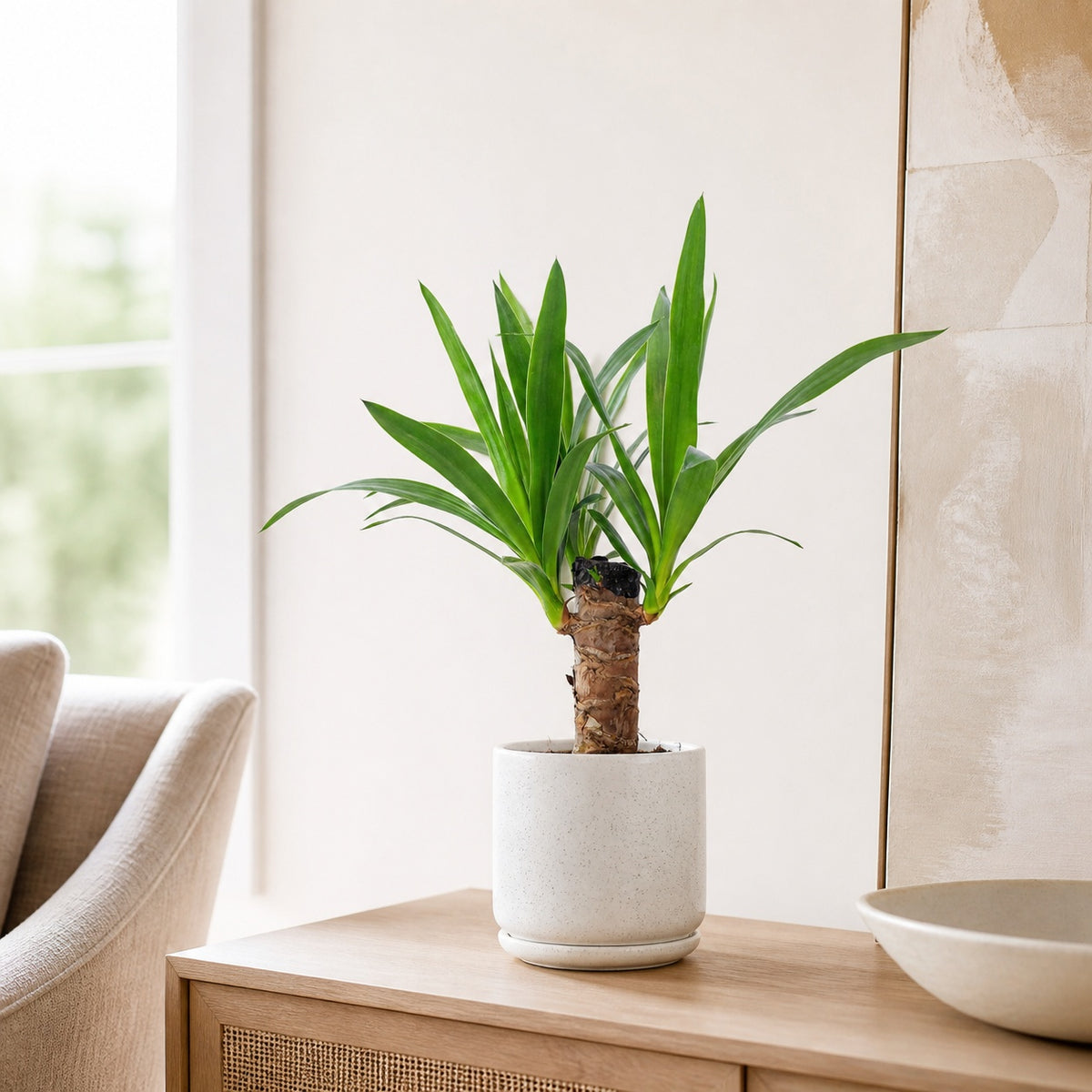 Palmlilie 1-stämmig - Yucca Elephantipes Palme 20 - Höhe ca. 45 cm, Topf-Ø 12 cm