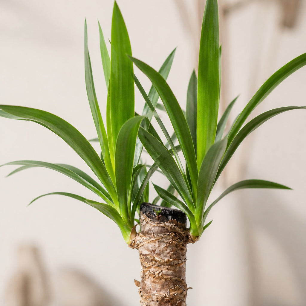 Palmlilie 1-stämmig - Yucca Elephantipes Palme 20 - Höhe ca. 45 cm, Topf-Ø 12 cm