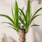 Palmlilie 1-stämmig - Yucca Elephantipes Palme 20 - Höhe ca. 45 cm, Topf-Ø 12 cm