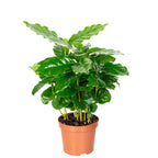 Kaffeepflanze - Coffea Arabica - Höhe ca. 15-20 cm, Topf-Ø 9 cm