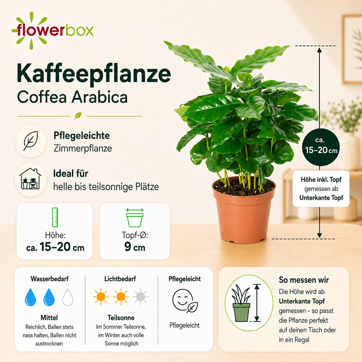Kaffeepflanze - Coffea Arabica - Höhe ca. 15-20 cm, Topf-Ø 9 cm