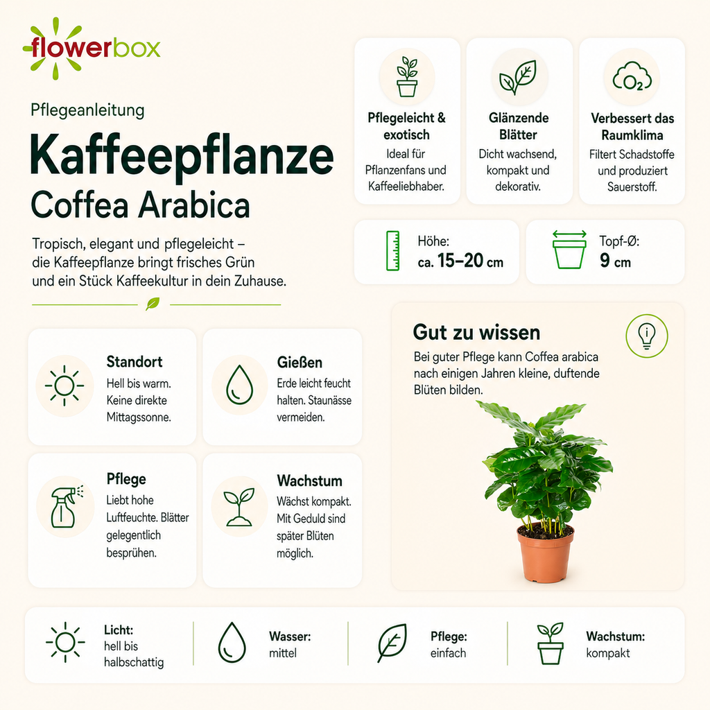 Kaffeepflanze - Coffea Arabica - Höhe ca. 15-20 cm, Topf-Ø 9 cm
