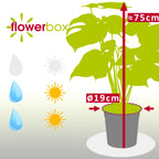 Fensterblatt - Monstera Deliciosa - Höhe ca. 75 cm, Topf-Ø 19 cm