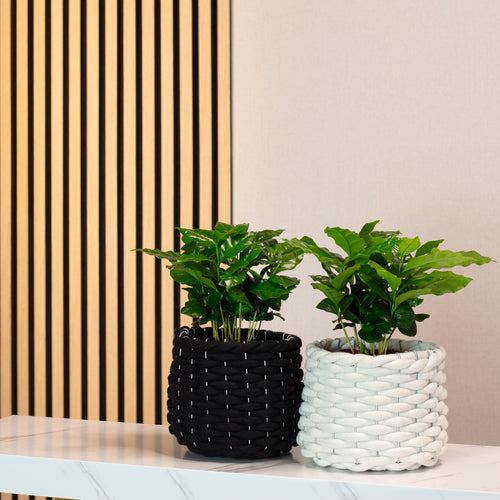 Lot de 2 plants de caféier (Coffea arabica), hauteur env. 20 cm, diamètre du pot 9 cm.