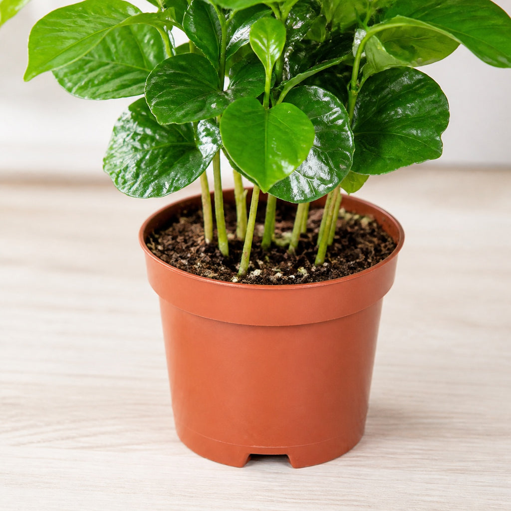 2er-Set Kaffeepflanze - Coffea Arabica - Höhe ca. 20 cm, Topf-Ø 9 cm