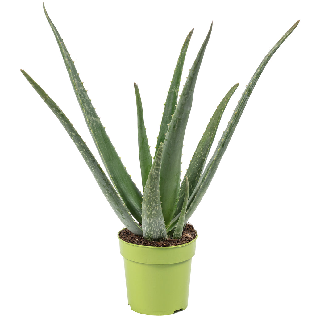 Echte Aloe - Aloe vera - Höhe ca. 35 cm, Topf-Ø 12 cm