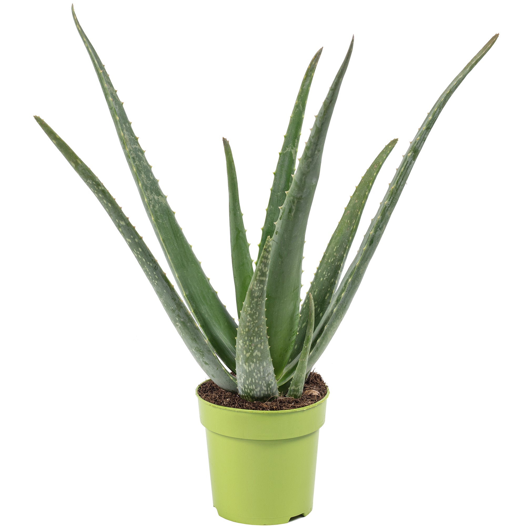 Echte Aloe - Aloe vera - Höhe ca. 35 cm, Topf-Ø 12 cm