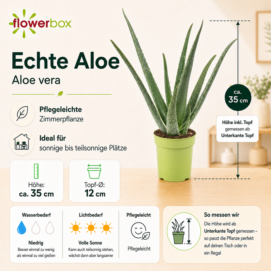 Echte Aloe - Aloe vera - Höhe ca. 35 cm, Topf-Ø 12 cm