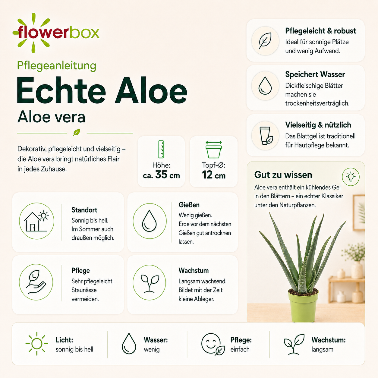 Echte Aloe - Aloe vera - Höhe ca. 35 cm, Topf-Ø 12 cm