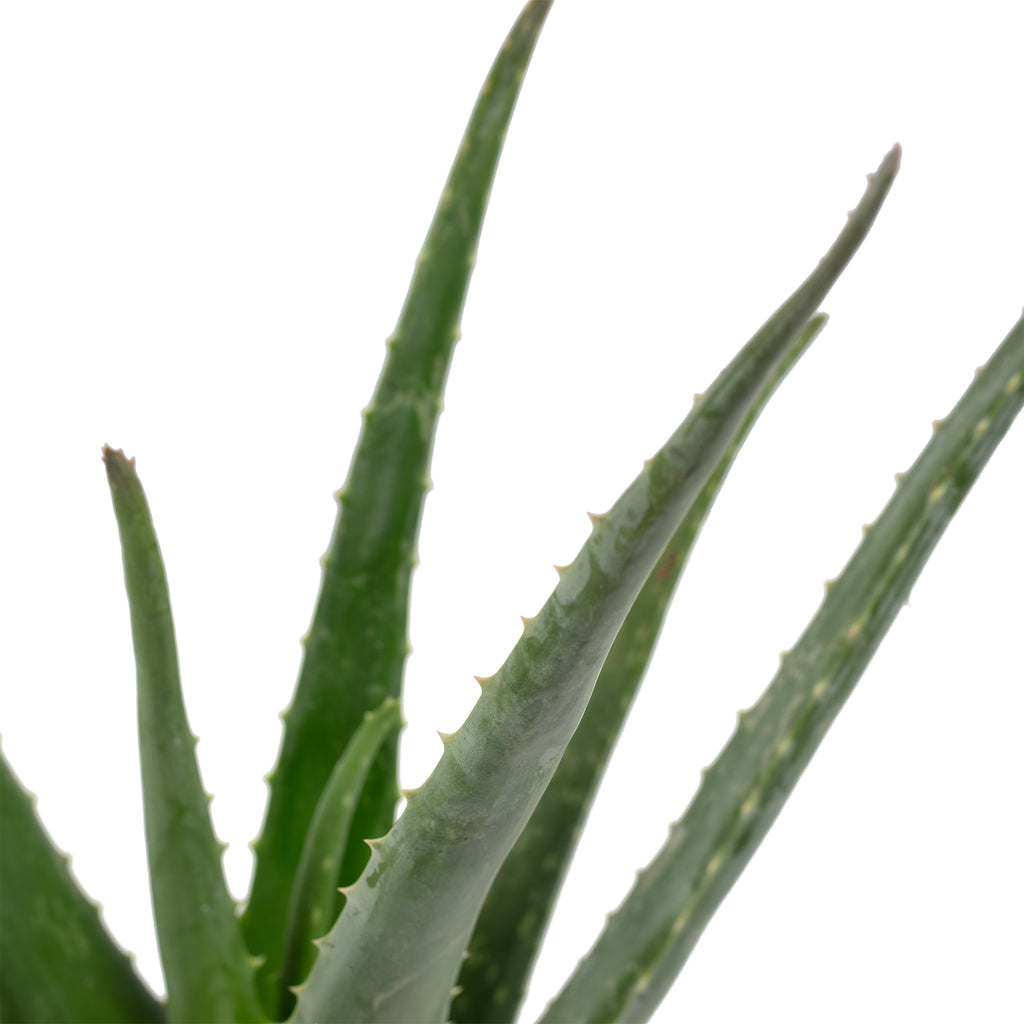 Echte Aloe - Aloe vera - Höhe ca. 35 cm, Topf-Ø 12 cm