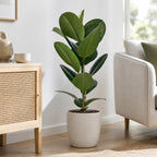 Gummibaum 1-stämmig - Ficus elastica 'Robusta' - Höhe ca. 70 cm, Topf-Ø 21 cm