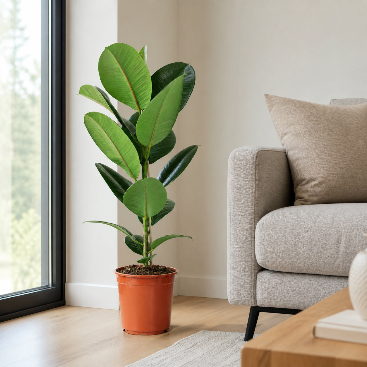 Gummibaum 1-stämmig - Ficus elastica 'Robusta' - Höhe ca. 70 cm, Topf-Ø 21 cm