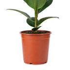 Gummibaum 1-stämmig - Ficus elastica 'Robusta' - Höhe ca. 70 cm, Topf-Ø 21 cm