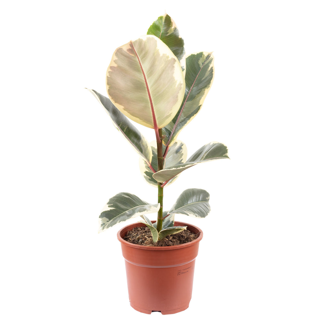 Gummibaum - Ficus elastica 'Tineke' - Höhe ca. 50 cm, Topf-Ø 17 cm