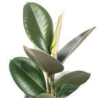 Gummibaum - Ficus elastica 'Robusta' - Höhe ca. 50 cm, Topf-Ø 17 cm