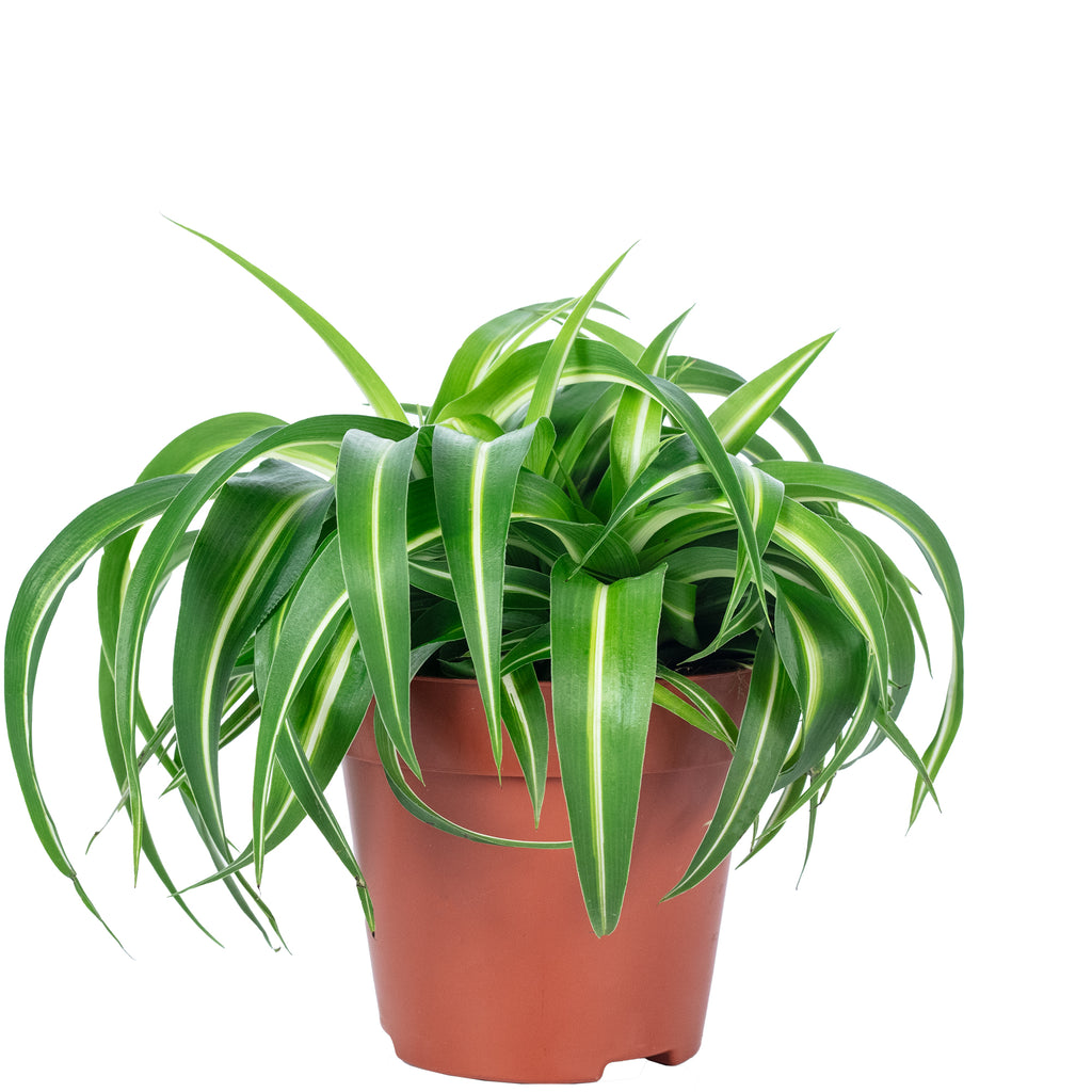 Grünlilie 'Bonnie' - Chlorophytum Comosum - Höhe ca. 25 cm, Topf-Ø 12 cm