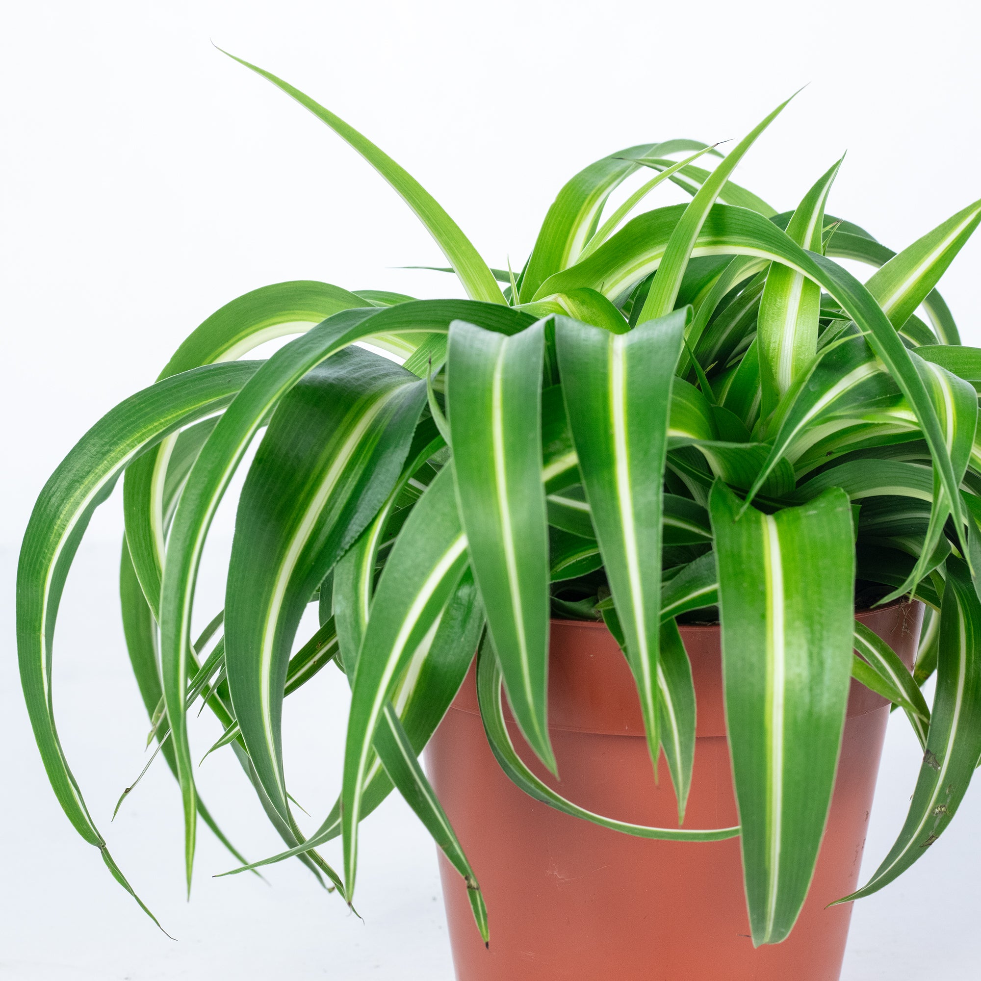 Grünlilie 'Bonnie' - Chlorophytum Comosum - Höhe ca. 25 cm, Topf-Ø 12 cm