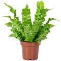 Nestfarn - Asplenium nidus 'Crispy Wave' - Höhe ca. 25 cm, Topf-Ø 12 cm