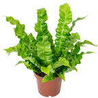 Nestfarn - Asplenium nidus 'Crispy Wave' - Höhe ca. 25 cm, Topf-Ø 12 cm