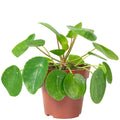 Ufopflanze - Pilea peperomioides - 20 cm