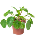 Ufopflanze - Pilea peperomioides - 20 cm