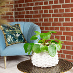 Ufopflanze - Pilea peperomioides - 20 cm