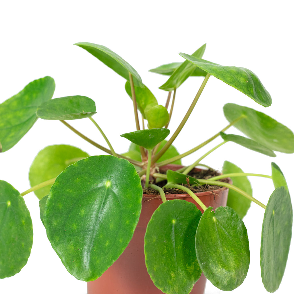 Ufopflanze - Pilea peperomioides - 20 cm