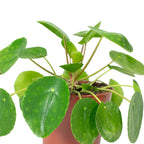 Ufopflanze - Pilea peperomioides - 20 cm