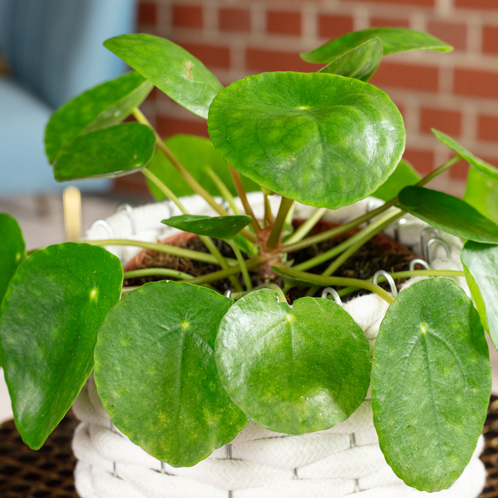 Ufopflanze - Pilea peperomioides - 20 cm