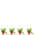 Set of 4 Common Ivy - Height approx. 25 cm, pot diameter 13 cm - Hedera helix