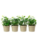 Lot de 4 plants de lierre commun (Hedera helix) - Hauteur env. 15 cm, diamètre du pot 9 cm