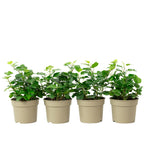Lot de 4 plants de lierre commun (Hedera helix) - Hauteur env. 15 cm, diamètre du pot 9 cm