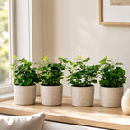 4er-Set Gemeiner Efeu - Höhe ca. 15 cm, Topf-Ø 9 cm - Hedera helix