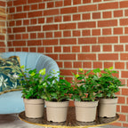Lot de 4 plants de lierre commun (Hedera helix) - Hauteur env. 15 cm, diamètre du pot 9 cm