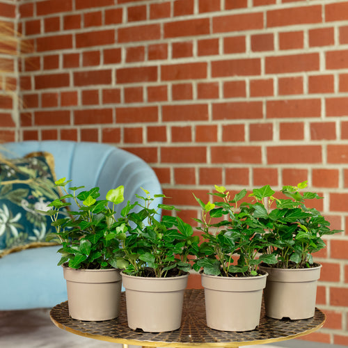 Lot de 4 plants de lierre commun (Hedera helix) - Hauteur env. 15 cm, diamètre du pot 9 cm