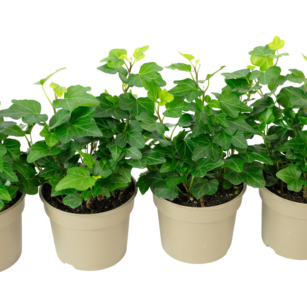 Lot de 4 plants de lierre commun (Hedera helix) - Hauteur env. 15 cm, diamètre du pot 9 cm