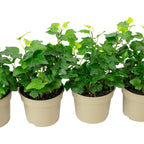 Lot de 4 plants de lierre commun (Hedera helix) - Hauteur env. 15 cm, diamètre du pot 9 cm