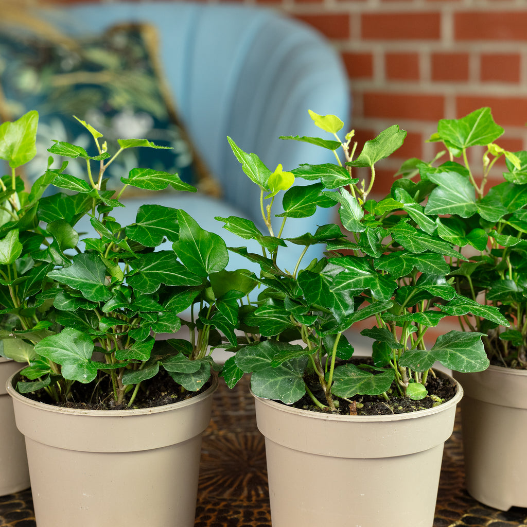 Lot de 4 plants de lierre commun (Hedera helix) - Hauteur env. 15 cm, diamètre du pot 9 cm
