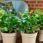 Lot de 4 plants de lierre commun (Hedera helix) - Hauteur env. 15 cm, diamètre du pot 9 cm