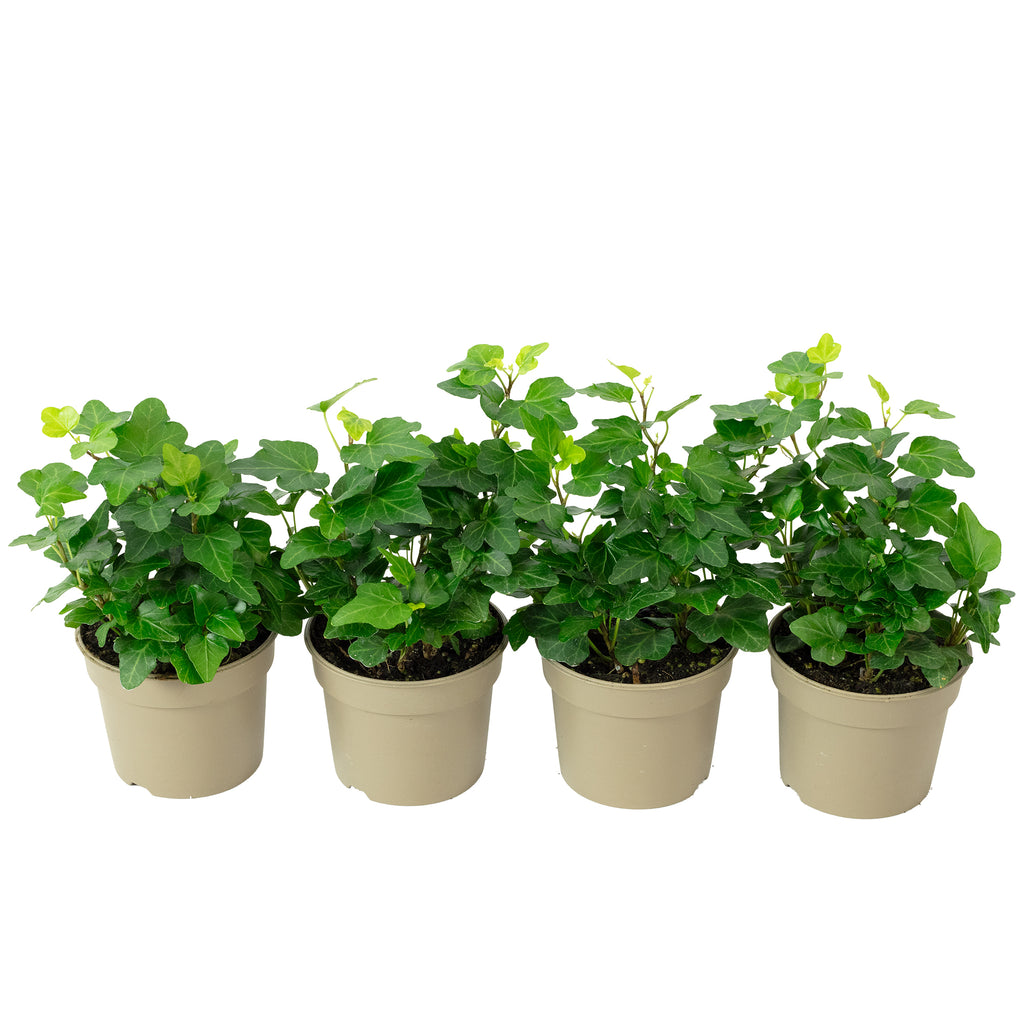 Lot de 4 plants de lierre commun (Hedera helix) - Hauteur env. 15 cm, diamètre du pot 9 cm