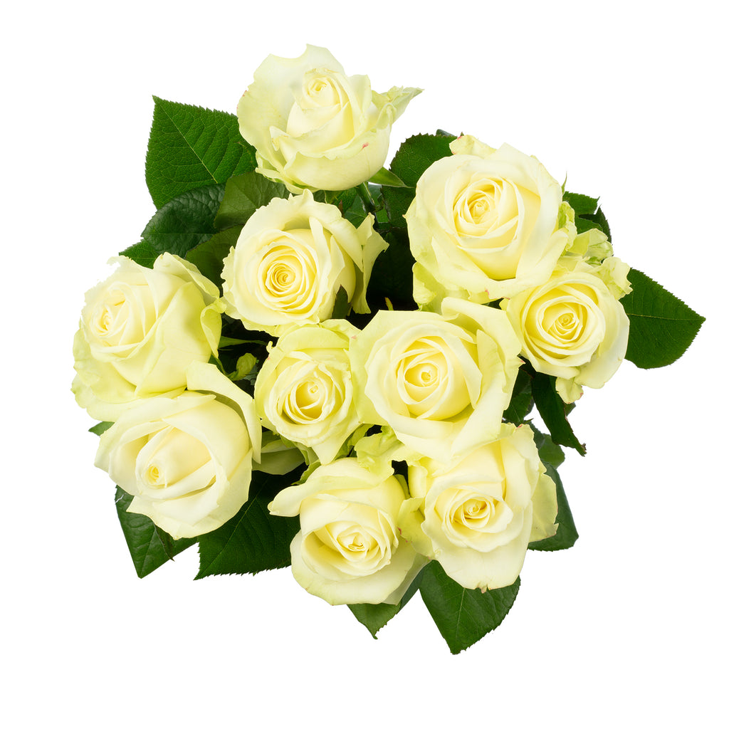 Bund Rose weiß - Rosa 'Avalanche' - Stiellänge ca. 55-60 cm