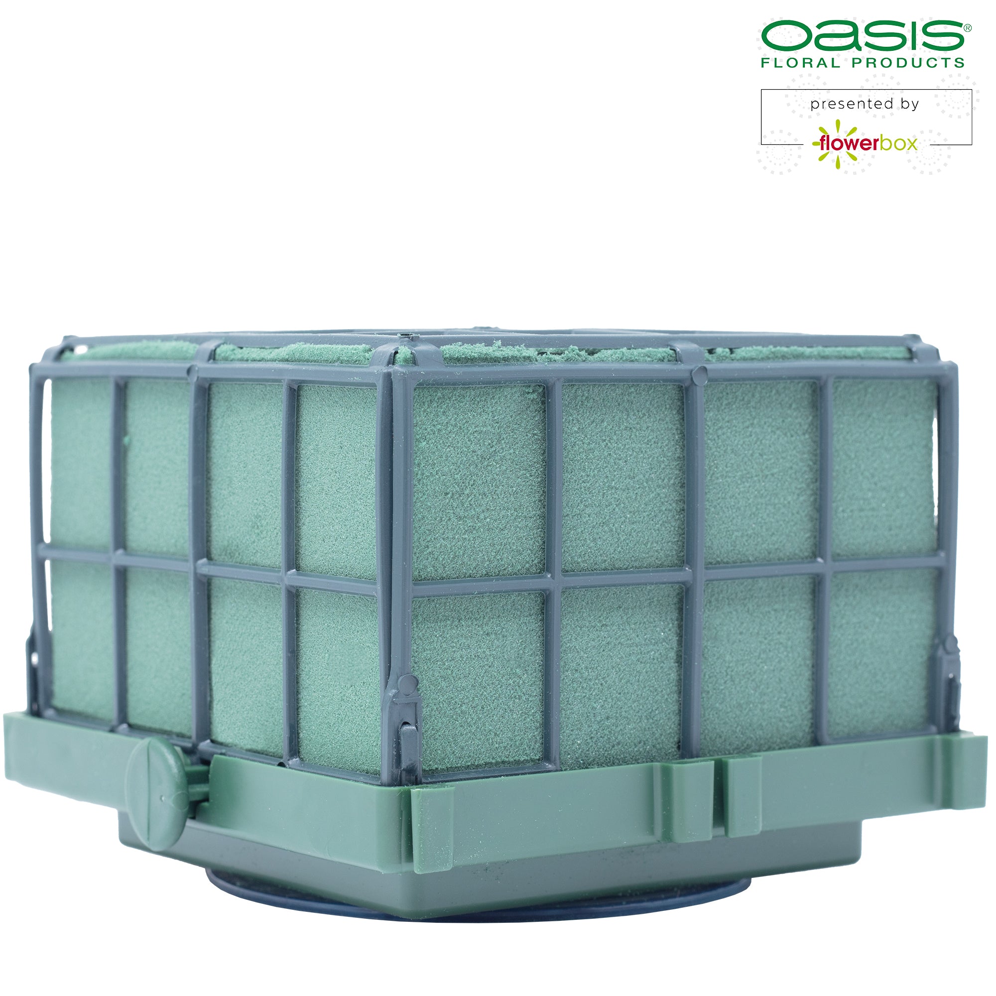 OASIS® Auto-Corso - 11 x 11 x 9cm - 6 St.