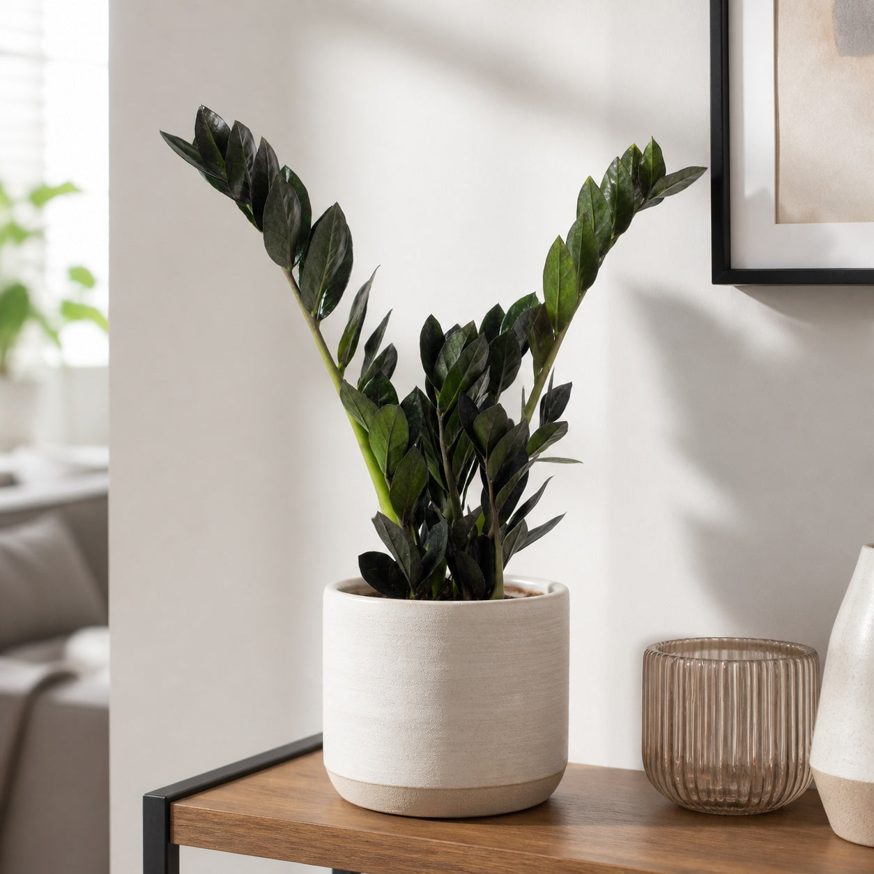 Glücksfeder 'Raven' 4+ - schwarze Zamioculcas zamiifolia - Höhe ca. 35 cm, Topf-Ø 14 cm