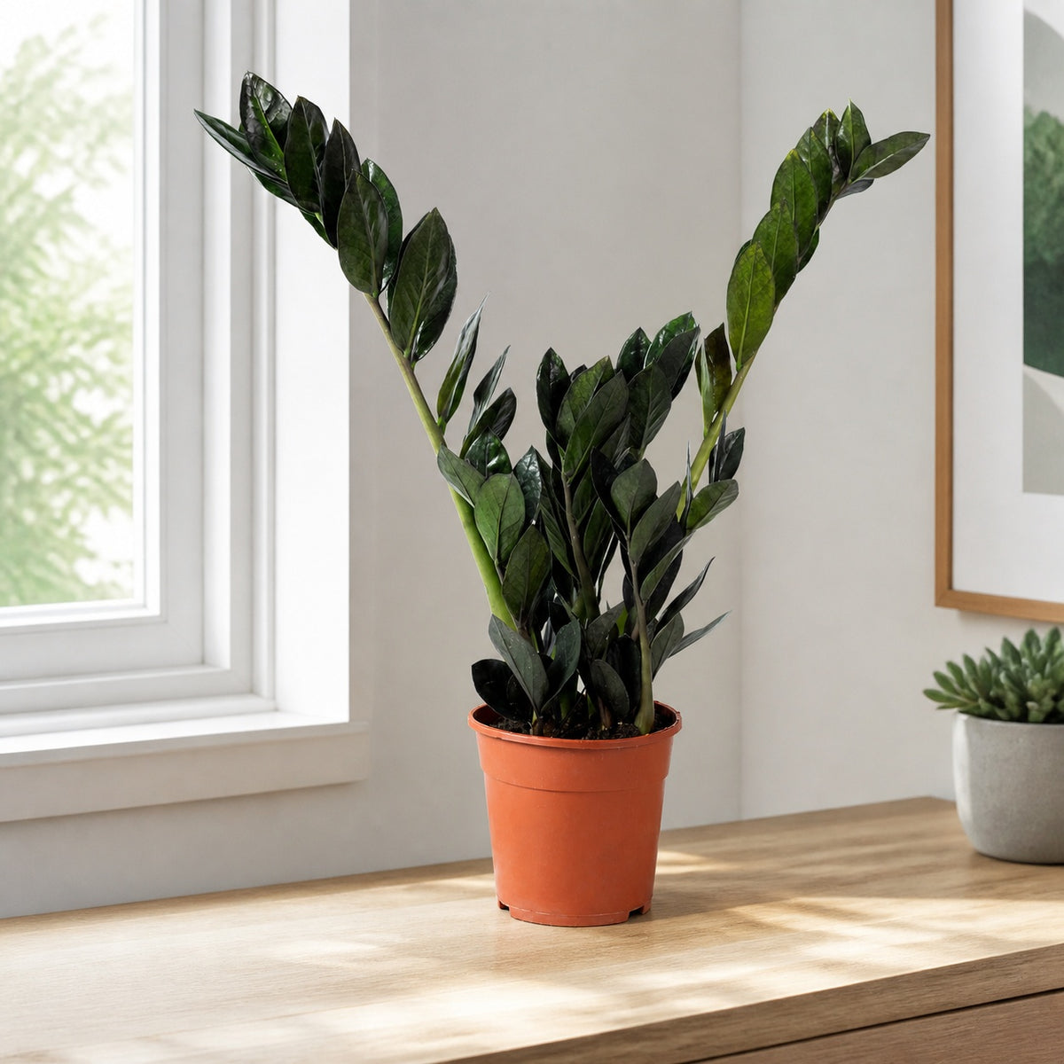 Glücksfeder 'Raven' 4+ - schwarze Zamioculcas zamiifolia - Höhe ca. 35 cm, Topf-Ø 14 cm