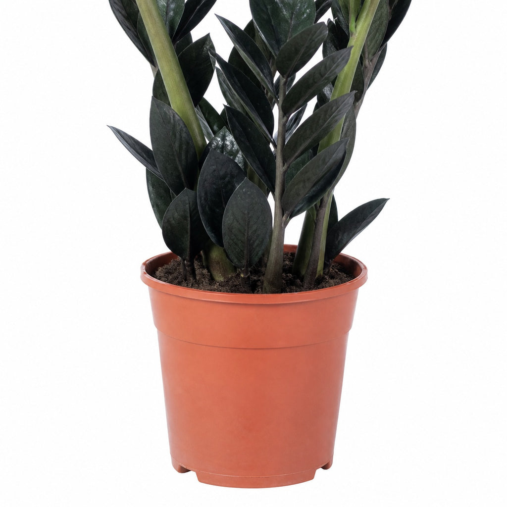 Glücksfeder 'Raven' 4+ - schwarze Zamioculcas zamiifolia - Höhe ca. 35 cm, Topf-Ø 14 cm